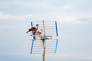 Pair of turtledoves perched on a TV aerial.