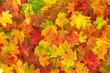 Naklejka na ściany i meble Yellow red orange autumn leaves
