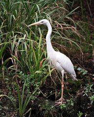 White Heron Stock Photos. White Heron standing on branches and displaying white feathers plumage,  in its environment and habitat with a foliage background. Picture. Portrait. Image.