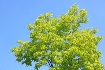 新緑と青空