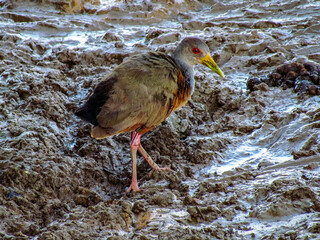 Saracura-três-potes
