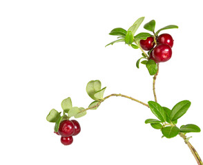 Cranberries isolated on white.