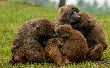 mother and babies