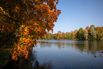 Fototapeta na wymiar Yellow leaves on the tree. Autumn landscape. Yellow trees on the lake