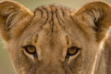 Lion in Kalahari Desert, Kgalagadi Transfrontier Park, South Africa