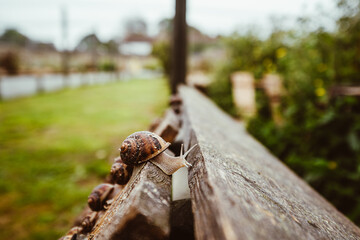Escargots Weinbergschnecken aus Schneckenzuchtbetrieb