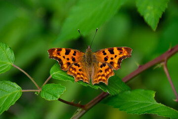 The orange butterfly in park - macro