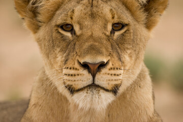 Fototapeta premium Lion in Kalahari Desert, Kgalagadi Transfrontier Park, South Africa