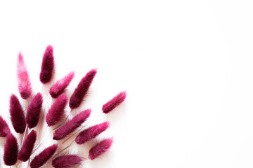 Set of dry purple wild flowers isolated on white background. Botanical autumn collection. Copy space