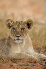 Fototapeta na wymiar Lion Cub in Kalahari Desert, Kgalagadi Transfrontier Park, South Africa