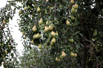 Green pears ripen in trees in the garden