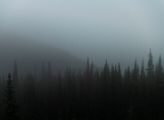 Pine trees peak out of the mountain fog 
