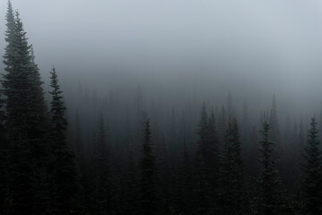 Pine trees peak out of the mountain fog 
