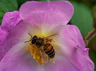bee on pink flower