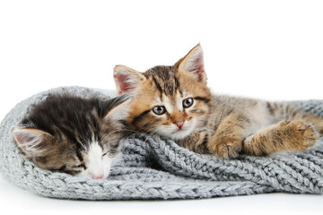 Plakat Cute kittens in scarf isolated on white background