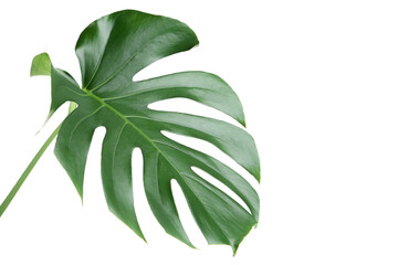 Green tropical monstera leaf isolated on white background