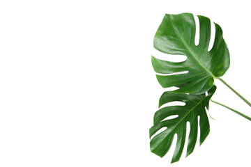 Green tropical monstera leafs isolated on white background