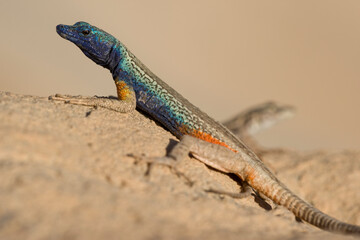 Augrabies Flat Lizard, Augrabies Falls National Park, South Africa