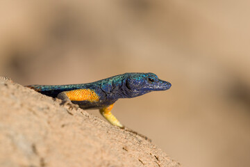 Augrabies Flat Lizard, Augrabies Falls National Park, South Africa
