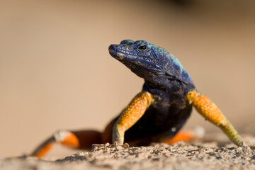 Augrabies Flat Lizard, Augrabies Falls National Park, South Africa