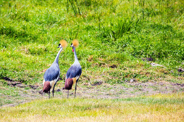 Obraz na płótnie Canvas Beautiful couple of crowned crane