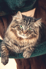 A striped cat resting in a cat tree staring back at the viewer.