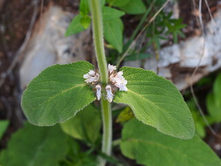 Downy Woundwort (Stachys germanica) © Valter