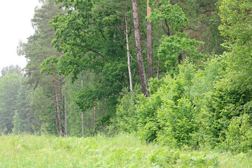 forest after rain	