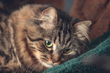 Striped cat resting and looking down.
