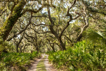 Fototapeta na wymiar a trail through a tunnel of Live oak trees, palmetto and spanish moss, Cumberland Island, Georgia.