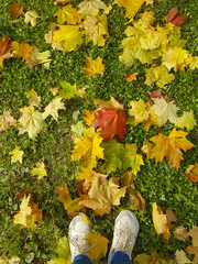 Colorful fallen leaves on the still green grass at the girl's feet
