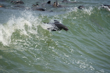 Naklejka premium Southern Fur Seals, Cape Cross Seal Reserve, Namibia