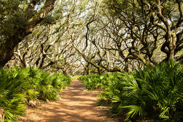 a trail through a tunnel of Live oak trees, palmetto and spanish moss, Cumberland Island, Georgia.