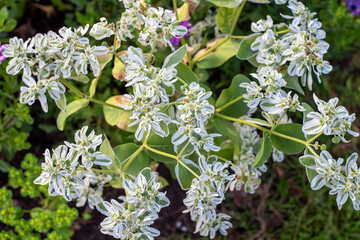 Flowers and white leaves of marginata Pursch in the garden, background.