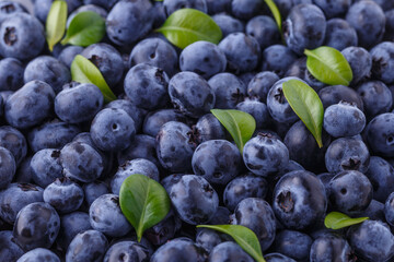 Fresh blueberry background. Blueberry Texture Close Blueberry Antioxidant Organic Superpeed Bowl Concept Healthy Nutrition