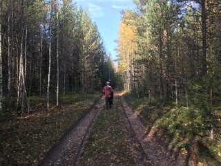 Obraz premium walk in the woods