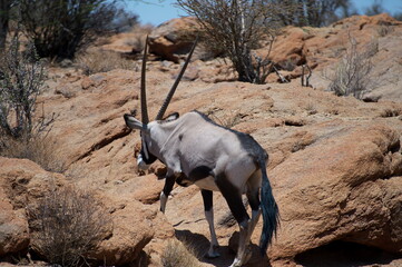 Gemsbok in the african savannah