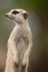 Meerkats, Namibia