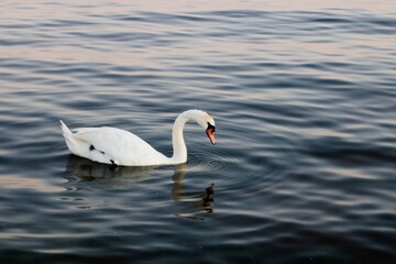 swan on the water