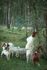 Group of goats browsing and foraging in grassland meadow heather moorland landscape with birch...
