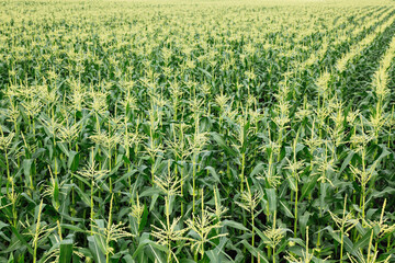 トウモロコシ畑