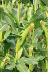 Obraz premium トウモロコシ