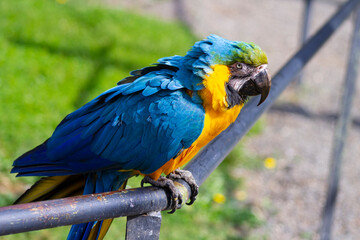 Portrait of the blue-and-yellow macaw (Ara ararauna). In portuguese 