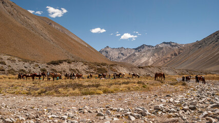 cabalgata en la cordillera de los andes
