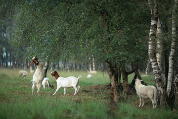 Goats and sheep browsing, grazing and foraging in grassland meadow heather moorland landscape with...