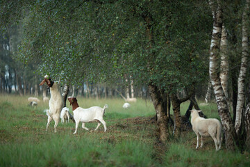 Goats browsing and foraging in grassland meadow heather moorland landscape with birch trees and forest with one goat eating from the overhanging leafs