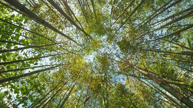 Bamboo tree perspective