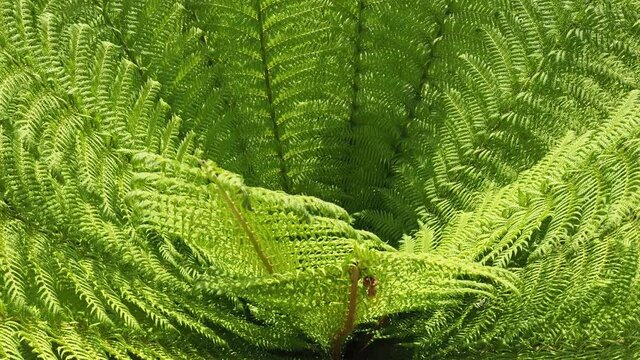 fern plant leaves