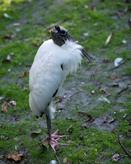 Wood Stork Stock Photos. Picture. Portrait. Image. Standing on ground grass. Black and white colour bird.