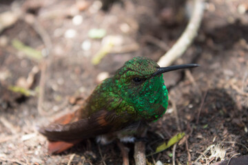 colibri de la vida  © infoclub